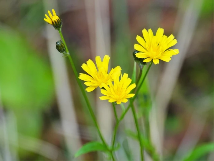 Crepis capillaris image