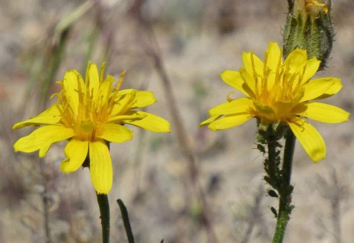 Crepis modocensis image