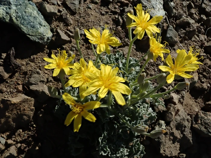 Crepis occidentalis image