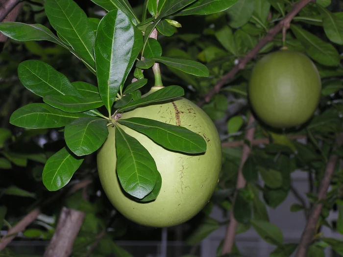 Crescentia cujete image