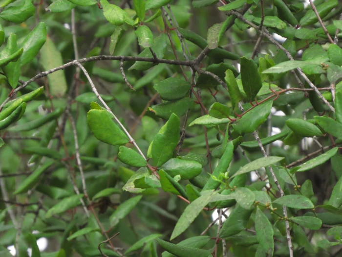 Crinodendron patagua image