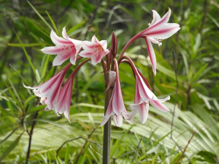 Crinum bulbispermum image