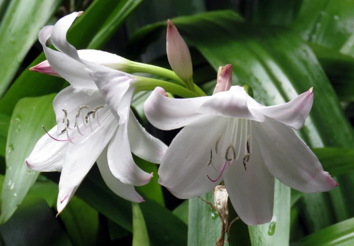 Crinum moorei image