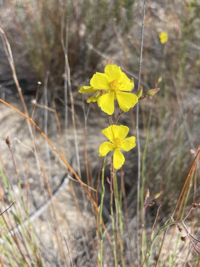 Crocanthemum aldersonii image