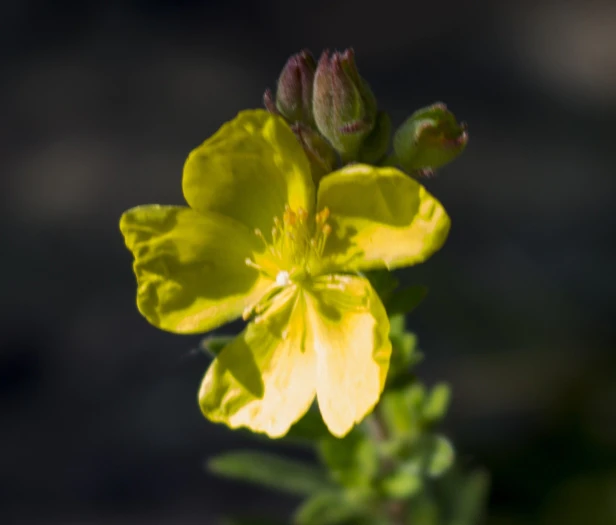 Crocanthemum bicknellii image