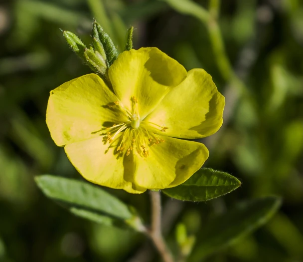 Crocanthemum canadense image
