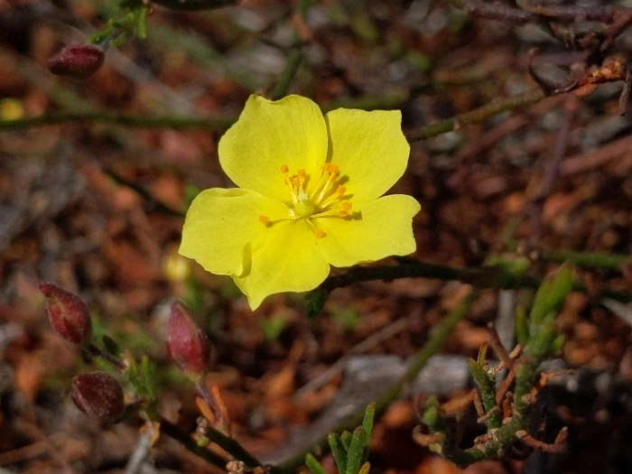Crocanthemum scoparium image