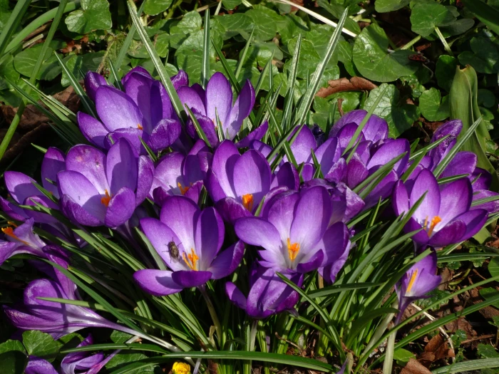 Crocus neapolitanus image
