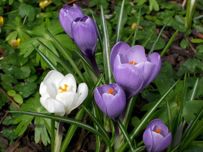 Crocus vernus image