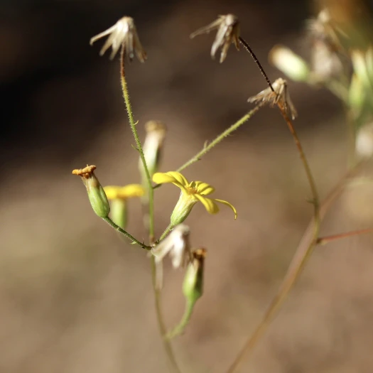 Croptilon divaricatum image