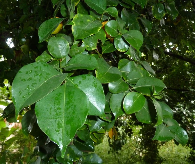 Cryptocarya woodii image