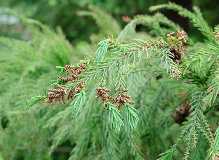 Cryptomeria japonica image