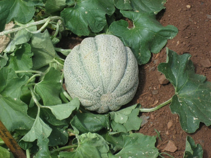 Cucumis melo image