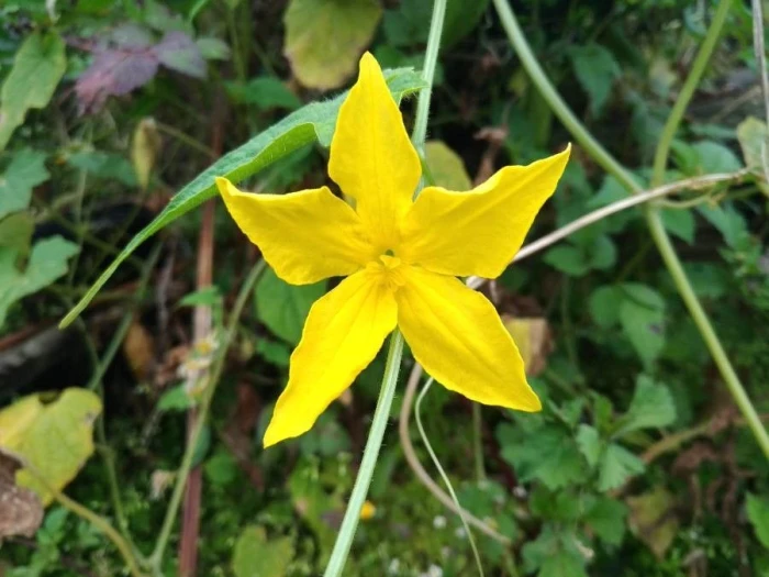 Cucumis sativus image