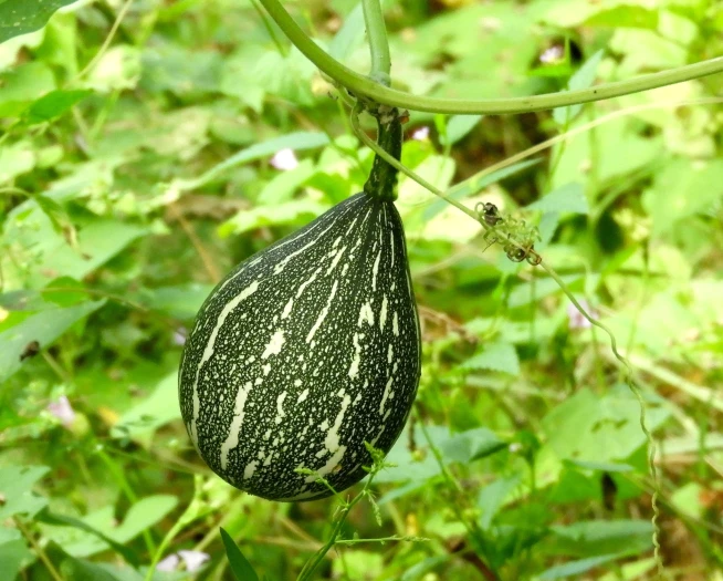 Cucurbita argyrosperma image