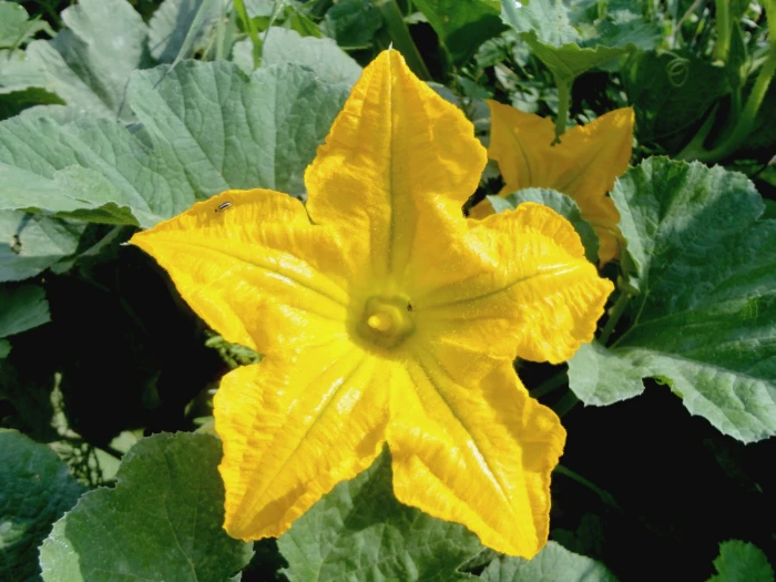 Cucurbita pepo image