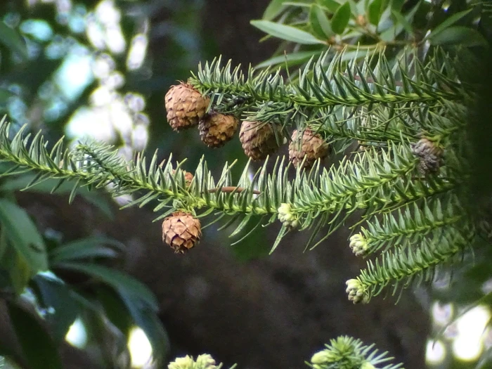 Cunninghamia lanceolata image