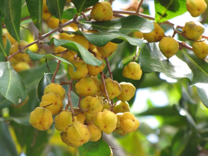 Cupaniopsis anacardioides image