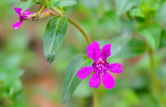 Cuphea aequipetala image