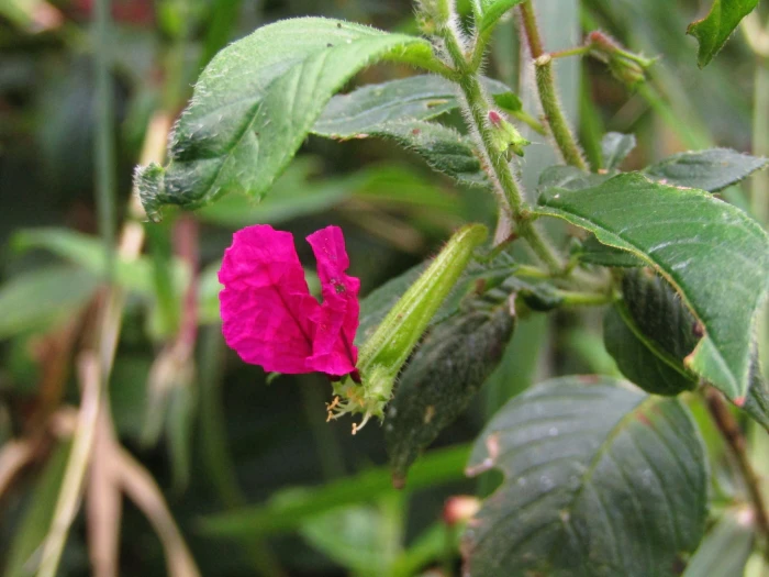 Cuphea nitidula image
