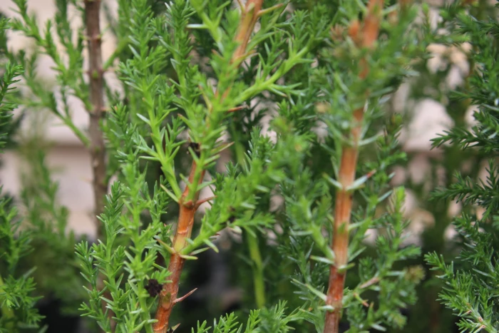 Cupressus sempervirens image