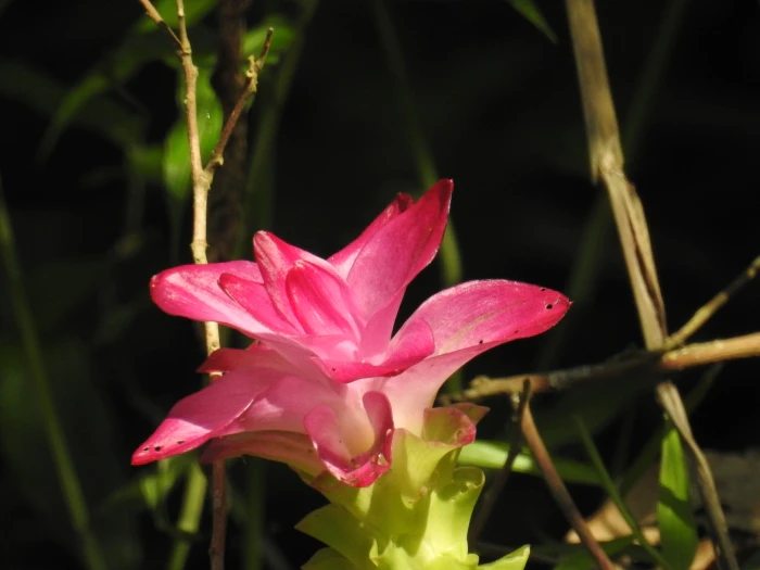 Curcuma aromatica image