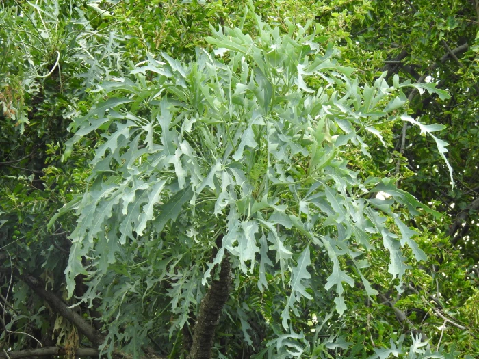 Cussonia paniculata image