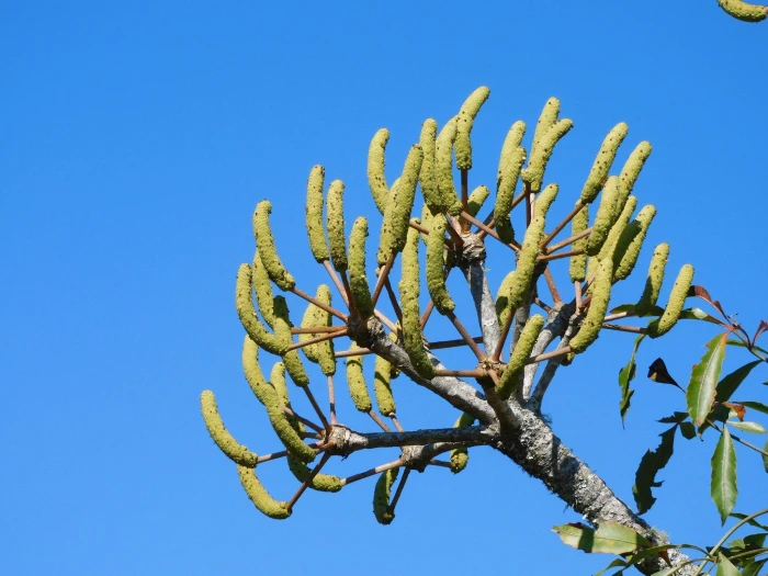 Cussonia spicata image