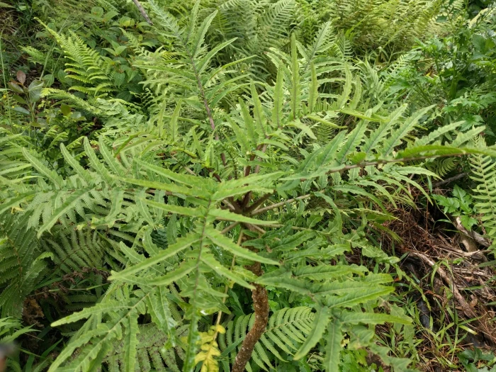 Cyanea grimesiana image