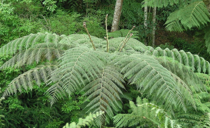 Cyathea delgadii image