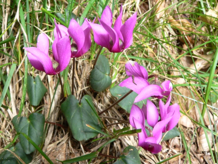 Cyclamen purpurascens image