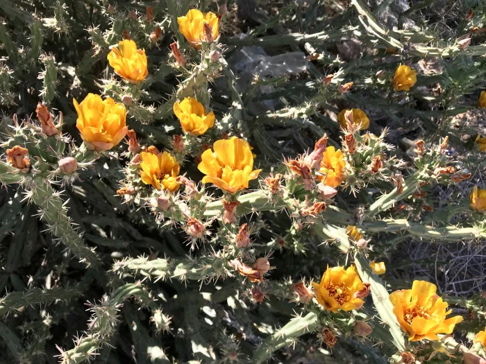 Cylindropuntia acanthocarpa image