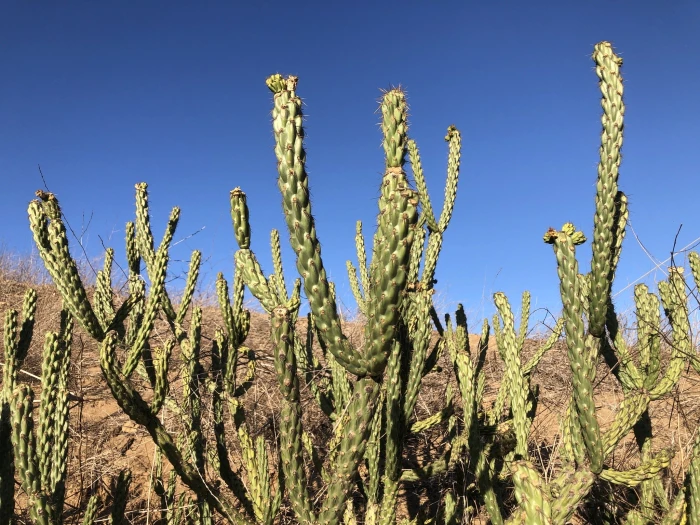 Cylindropuntia bernardina image