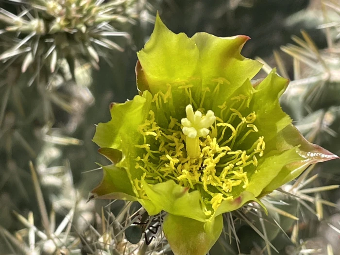 Cylindropuntia californica image