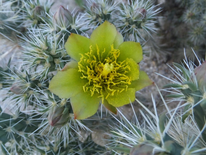 Cylindropuntia echinocarpa image