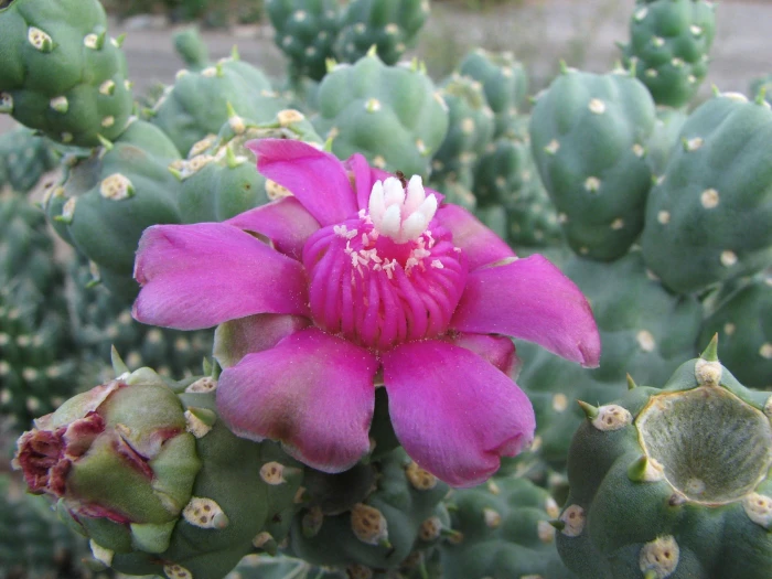 Cylindropuntia fulgida image