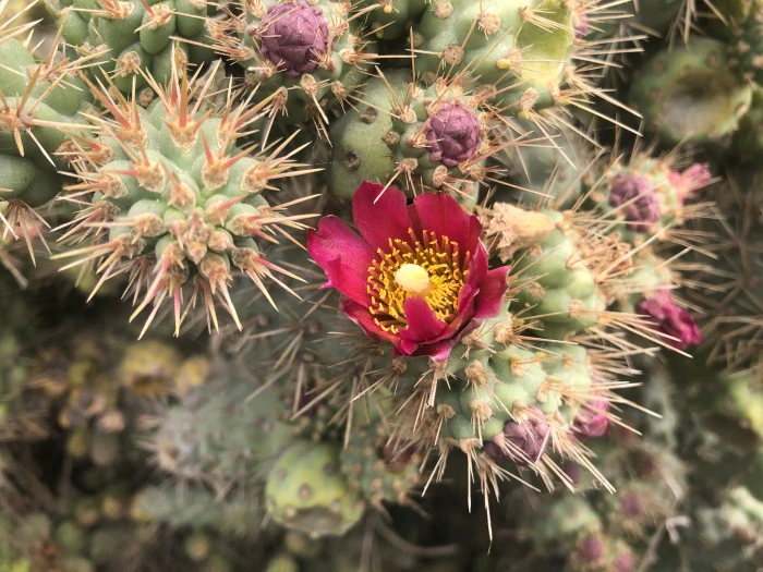 Cylindropuntia prolifera image