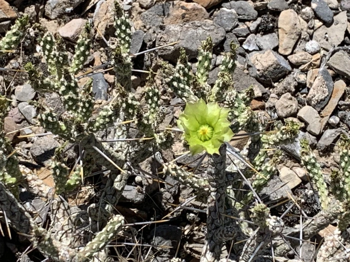 Cylindropuntia ramosissima image