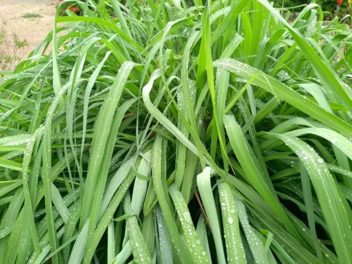 Cymbopogon citratus image