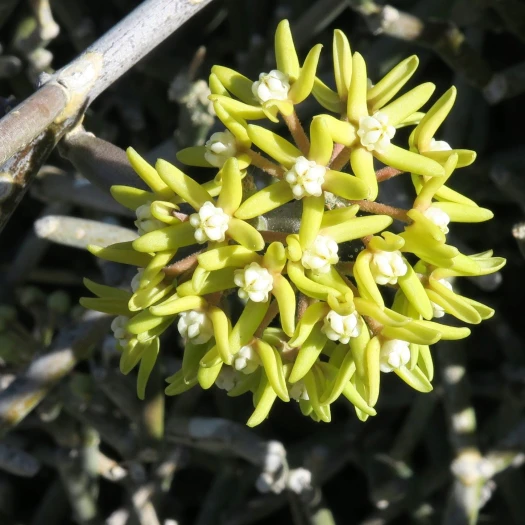 Cynanchum viminale image