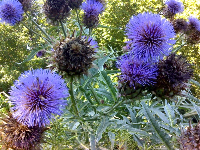 Cynara cardunculus image