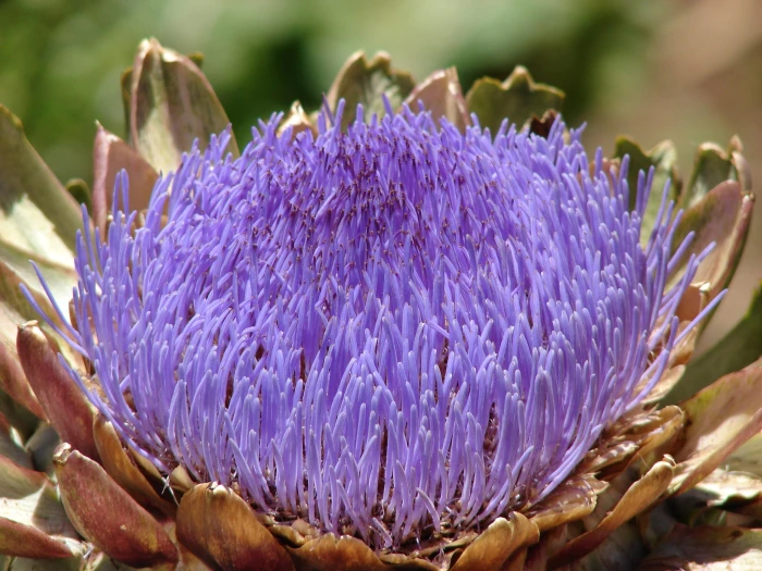 Cynara scolymus image