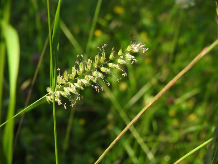 Cynosurus cristatus image