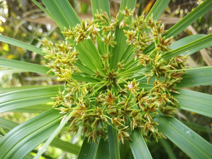 Cyperus alternifolius image
