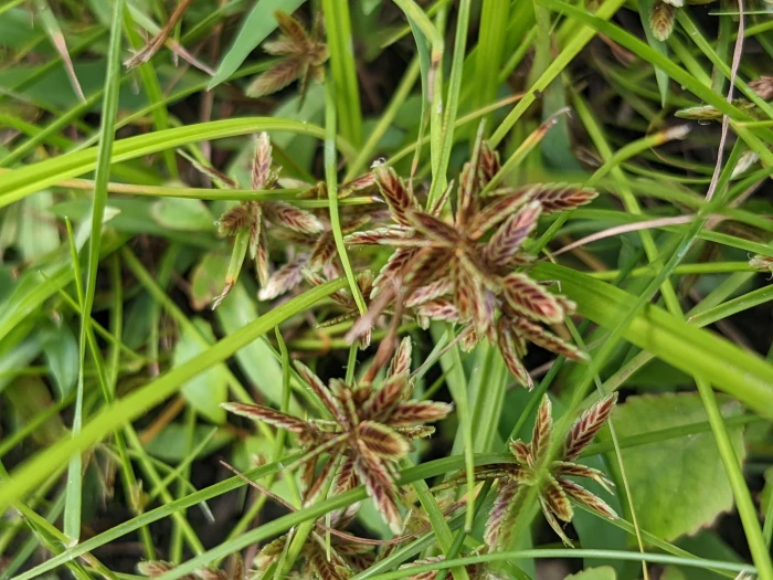 Cyperus bipartitus image