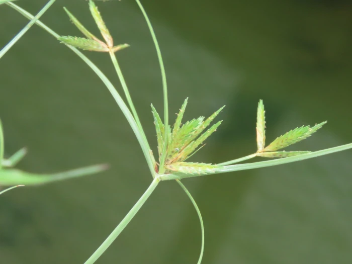 Cyperus compressus image