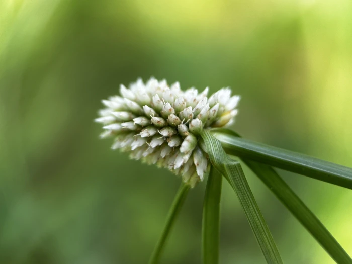 Cyperus dubius image
