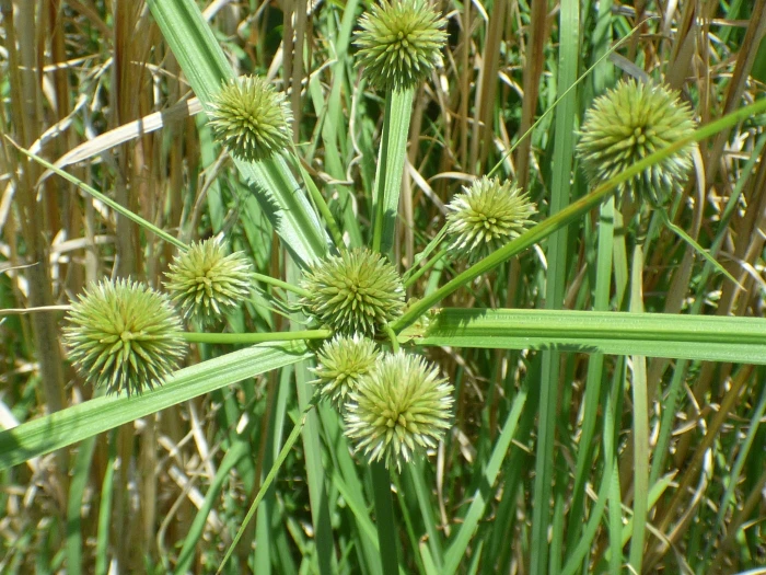 Cyperus echinatus image