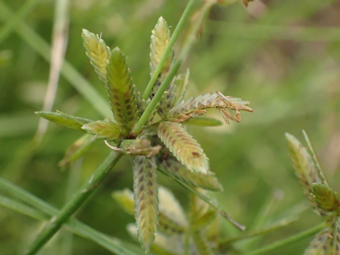 Cyperus flavescens image