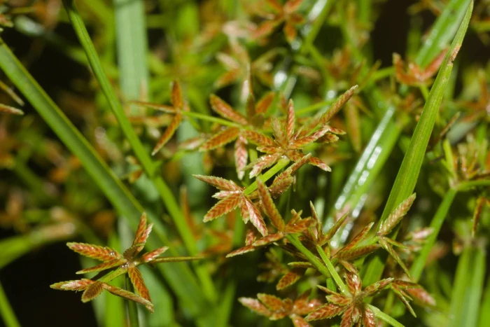 Cyperus haspan image